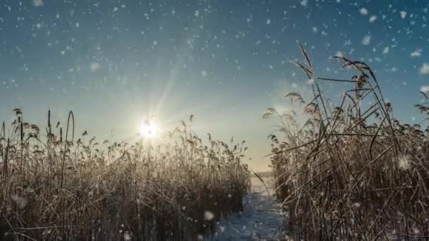 Χιόνι πτώση φύση δάσος δέντρα τοπίο σε λευκό ηλιόλουστη χειμωνιάτικη διάθεση. Φως και φωτεινός κρύος χρόνος χιονιού, βρόχος βίντεο, κινηματογράφος βρόχος βίντεο — Αρχείο Βίντεο