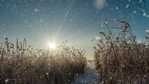 하얀 겨울 날씨에는 눈이 내리는 자연림의 나무들이 풍경을 이루고 있습니다. 밝고 화창 한 눈이 내리는 시간, 비디오 루프, 영상 루프 — 비디오