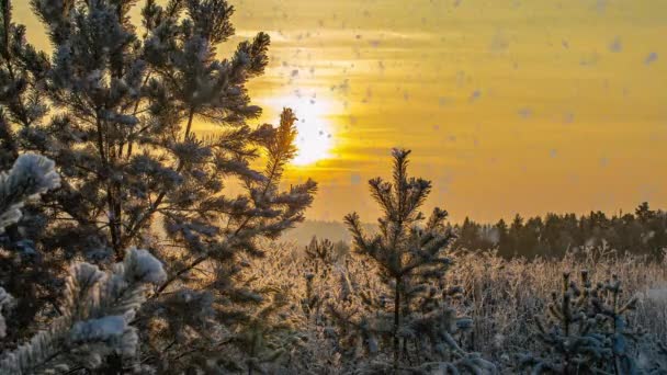 Neve queda natureza floresta árvores paisagem no branco ensolarado inverno dia humor. Luz e neve brilhante tempo frio, loop de vídeo, loop de vídeo cinemagraph — Vídeo de Stock