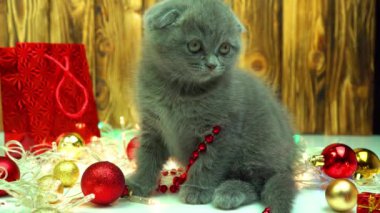 Küçük İskoç gri kedi yavrusu Noel süslemeleriyle oynuyor