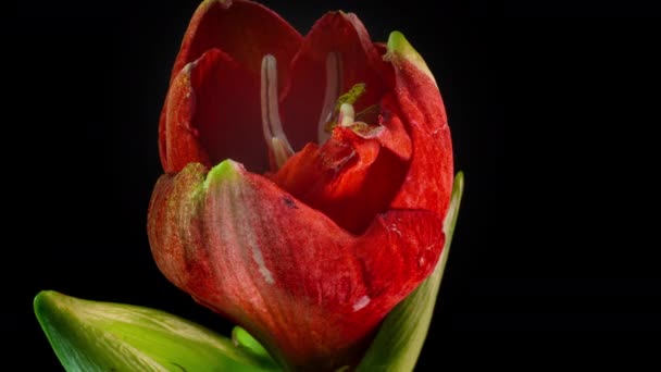 Beautiful red amarylis bloom, time lapse, macro shot 4k video — Stock Video