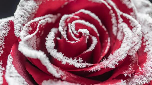 玫瑰的时间流逝冻结了，冰晶在寒冷中生长在玫瑰上 — 图库视频影像