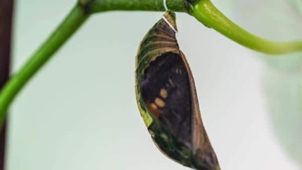 Parthenos sylvia birth moment, time lapse, butterfly birth, 4k video — Stock Video