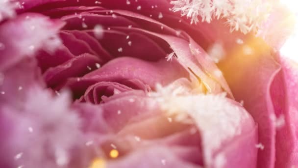 Lasso di tempo del congelamento rosa, cristalli di ghiaccio crescono sulla rosa al freddo — Video Stock