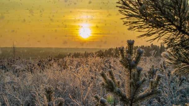 Sneeuw vallende natuur bos bomen landschap op witte zonnige winterdag stemming. Lichte en heldere sneeuw koude tijd, video loop, cinemagraph video loop — Stockvideo