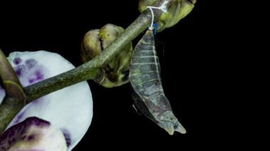 Kelebek Papilio Palinurus 'un doğuş anının zaman aşımı siyah bir zemin üzerinde, yaşamın başlangıcı.