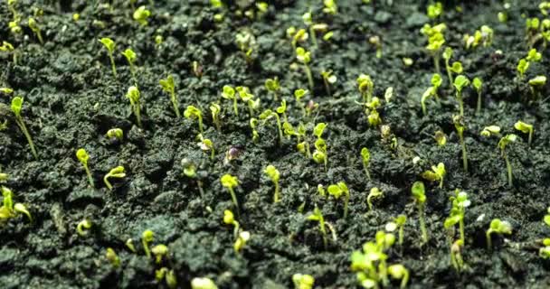 Mustard sprouting time lapse, hyperlapse, camera motion 4k video — Stock Video