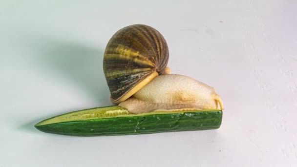 Achatina gigante comiendo un pepino, lapso de tiempo sobre fondo blanco, 4k, video informativo y educativo — Vídeo de stock