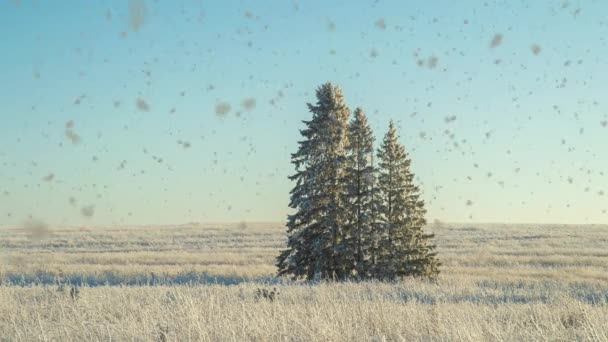 Una animación de la escena de los inviernos con coches conduciendo lentamente por una carretera cubierta de nieve y hojas cayendo suavemente de los árboles. bucle de vídeo — Vídeo de stock