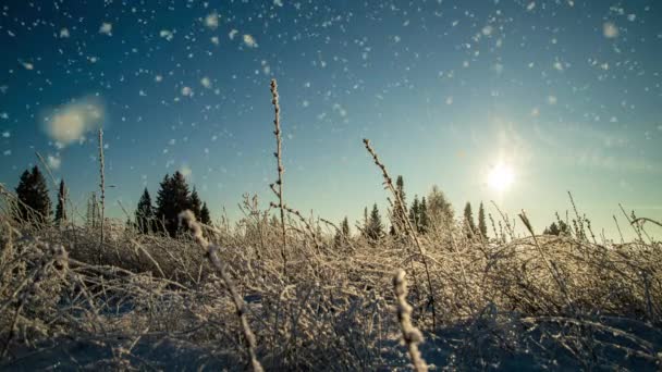 雪の晴れた日と魔法の森の冬の松のスプルース。雪の森の雪。クリスマス冬の新年の背景。シームレスループアニメーションモーションGIFレンダリング。ビデオループ — ストック動画