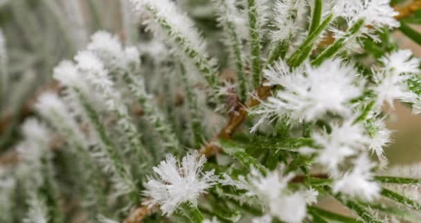 Časová prodleva růstu mrazu na smrkové větvi zblízka, krásná zimní krajina — Stock video