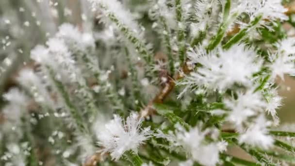 Lapso de tempo de crescimento de geada em um ramo de abeto perto, bela paisagem de inverno — Vídeo de Stock