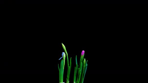 Time lapse opname van de groei en bloei van een boeket blauwe en gele narcissen op een zwarte achtergrond, 4k video. Mooie ongewone bloemen. — Stockvideo