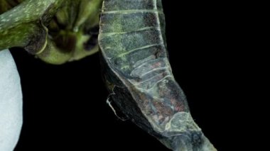 Kelebek Papilio Palinurus 'un doğuş anının zaman aşımı siyah bir zemin üzerinde, yaşamın başlangıcı.