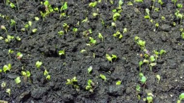 Hardal filizlenmesi zaman aşımı, 4k video