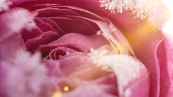 Laps de temps de la rose congélation, cristaux de glace poussent sur la rose dans le froid — Video