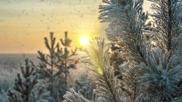 Sneeuw vallende natuur bos bomen landschap op witte zonnige winterdag stemming. Lichte en heldere sneeuw koude tijd, video lus, cinemagraph. Videolus — Stockvideo