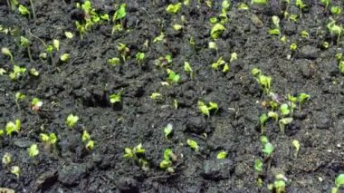 Hardal filizlenmesi zaman aşımı, 4k video