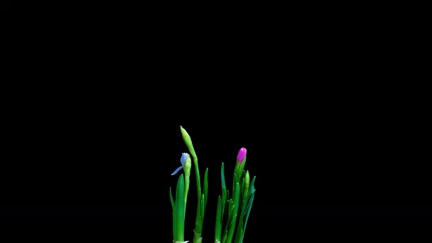Time lapse rodaje del crecimiento y floración de un ramo de narcisos azules y amarillos sobre un fondo negro, vídeo 4k. Hermosas flores inusuales. — Vídeos de Stock