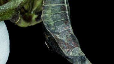 Kelebek Papilio Palinurus 'un doğuş anının zaman aşımı siyah bir zemin üzerinde, yaşamın başlangıcı.