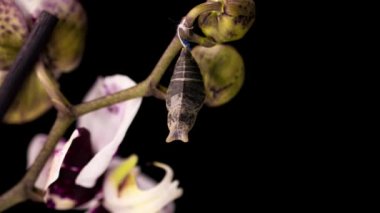 Kelebek Papilio Palinurus 'un doğuş anının zaman aşımı siyah bir zemin üzerinde, yaşamın başlangıcı.