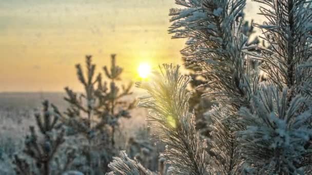 Neve caduta natura foresta alberi paesaggio sul bianco soleggiato umore giornata invernale. Luce e neve brillante tempo freddo, loop video, cinemagraph. Ciclo video — Video Stock