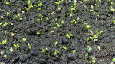 Hardal filizlenmesi zaman aşımı, 4k video