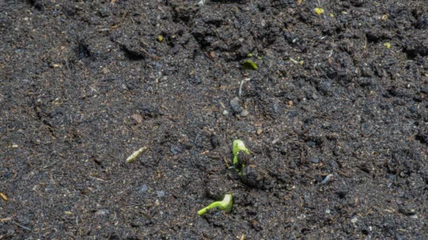 Cultiver le concombre vert plante laps de temps. Timelapse croissance des graines, Gros plan nature agriculture pousse. Légumes poussant du sol. — Video