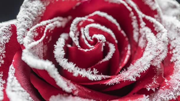 Laps de temps de la rose congélation, cristaux de glace poussent sur la rose dans le froid — Video