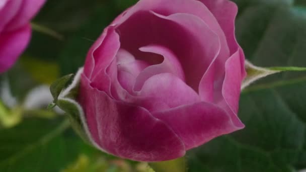 Bela abertura Red rose no fundo preto. Pétalas de flor rosa Blooming flor aberta, lapso de tempo, close-up. Férias, amor, aniversário. Fecho do botão. Macro. 4K UHD vídeo timelapse — Vídeo de Stock