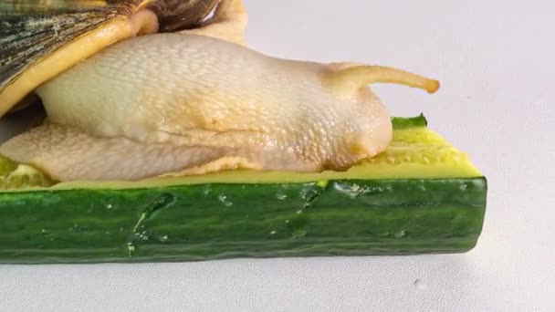 Salatalık yiyen dev bir achatina, beyaz arka planda zaman aşımı, 4k, bilgilendirici ve eğitici video — Stok video