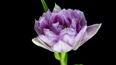 Siyah arka planda açan kırmızı lale çiçeğinin zamanlaması,