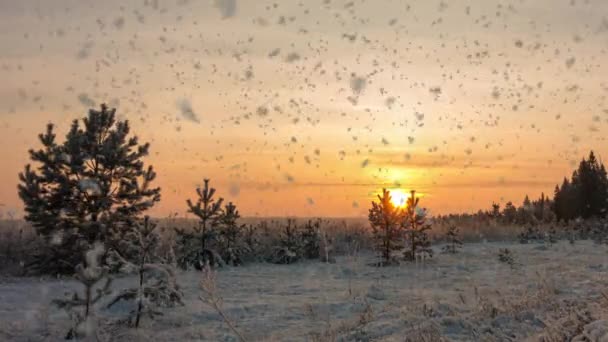 Csodálatos téli táj romantikus ködös naplementével. Puha hóesés a téli havas erdőben. A téli naplemente ideje lejárt — Stock videók