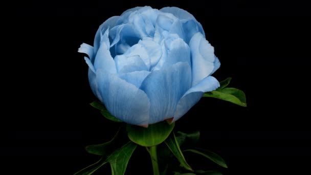 Timelapse de espectacular hermosa flor de peonía azul floreciendo sobre fondo negro. Flor de peonía en flor abierta, lapso de tiempo, primer plano — Vídeo de stock