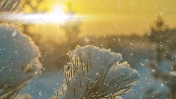 Neve suave na floresta nevada de inverno, paisagem de inverno à noite, ramo de abeto na neve — Vídeo de Stock