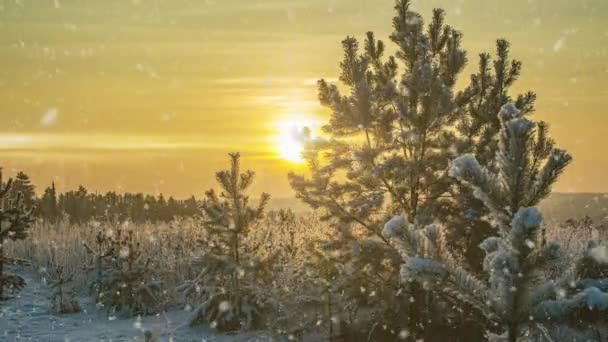 Sneeuw vallende natuur bos bomen landschap op witte zonnige winterdag stemming. Lichte en heldere sneeuw koude tijd, video loop, cinemagraph video loop — Stockvideo