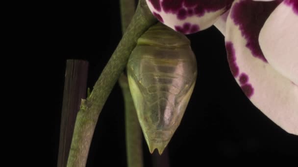 Het proces van het ontstaan van de Morph vlinder uit de pop, time-lapse, de vlinder wordt geboren uit de pop en schudt zijn vleugels, cognitieve en educatieve bijstand, macro fotografie — Stockvideo