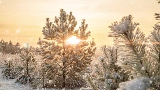 Neve queda natureza floresta árvores paisagem no branco ensolarado inverno dia humor. Luz e neve brilhante tempo frio, loop de vídeo, loop de vídeo cinemagraph — Vídeo de Stock