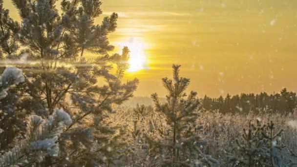 Sneeuw vallende natuur bos bomen landschap op witte zonnige winterdag stemming. Lichte en heldere sneeuw koude tijd, video loop, cinemagraph video loop — Stockvideo