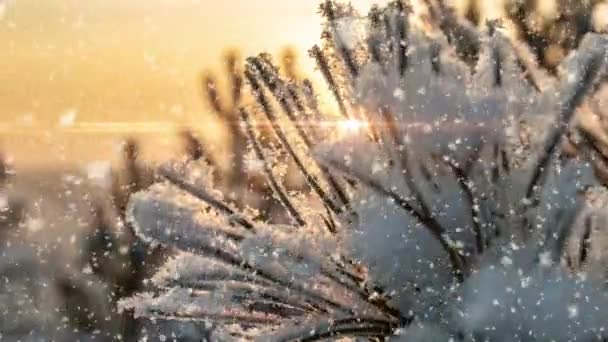 Neve queda natureza floresta árvores paisagem no branco ensolarado inverno dia humor. Luz e neve brilhante tempo frio, loop de vídeo, loop de vídeo cinemagraph — Vídeo de Stock