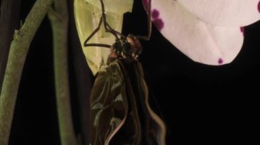 Morph kelebeğinin pupadan çıkış süreci, zaman atlaması, kelebek pupadan doğar ve kanatlarını sallar, bilişsel ve eğitimsel yardım, makro fotoğrafçılık.