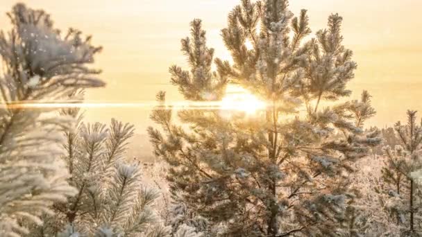 Schnee fallende Natur Waldbäume Landschaft auf weißen sonnigen Wintertag Stimmung. Leichte und helle Schneekältezeit, Videoschleife, Videoschleife im Kinosaal — Stockvideo