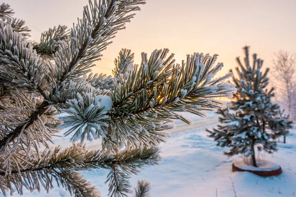 Winter snowy forest landscape with, road Royalty Free Stock Images