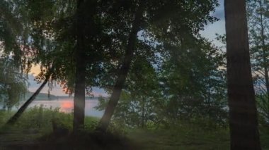 Ormanda güzel bir yaz sabahı. Güneş ışınları muhteşem yeşil ağacın yapraklarını delip geçer. Sihirli yaz ormanı, hiperlapse, kamera hareketi