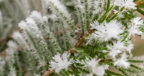 Time lapse of growth of frost on a spruce branch close up, beautiful winter landscape — Video