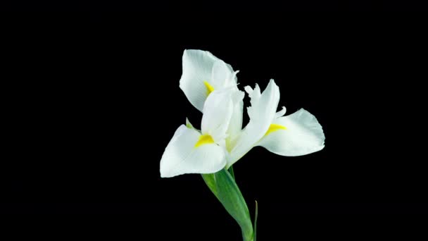 Tempo de floração da íris branca em um fundo preto, bela flor branca vídeo 4k — Vídeo de Stock