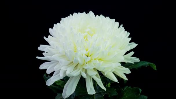 Time Lapse of Beautiful White Chrysanthemum Flower Opening Against a Black Background (en inglés). 4K. — Vídeos de Stock