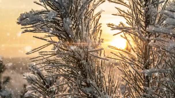 Hyperlapse v zimě zasněžený les během sněžení, krásná zimní krajina a sníh — Stock video