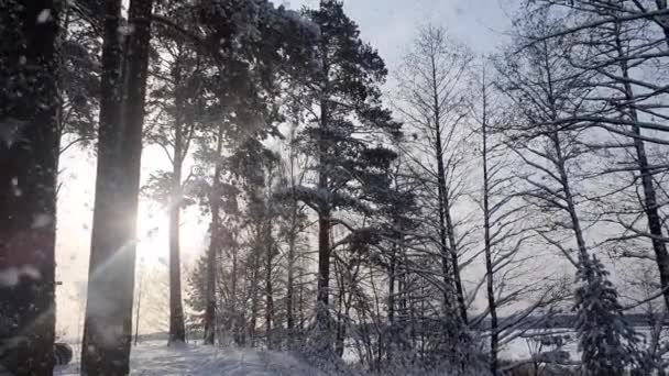 Nieve en invierno en el bosque, suave mañana de Navidad nevada con nieve que cae. Paisaje invernal. Árboles cubiertos de nieve. — Vídeos de Stock