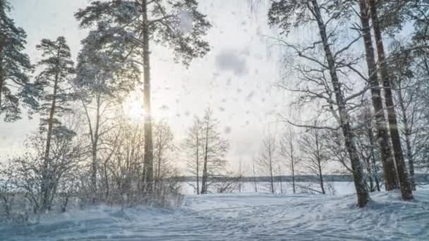 Hiperlapso en el bosque nevado de invierno durante las nevadas, hermoso paisaje de invierno y nevadas — Vídeo de stock